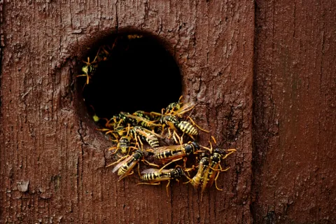 Group of yellow and black wasps gathered around a circular entrance hole in a wooden surface of a tree or structure.
