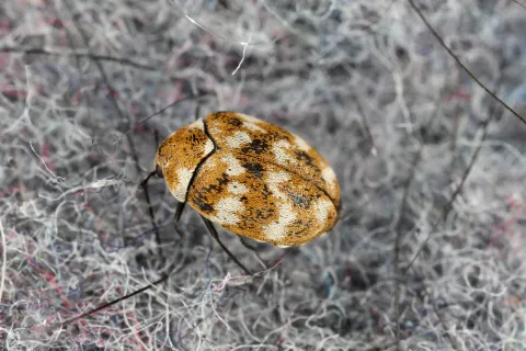 Close-up of a carpet beetle with brown and white patterned wings on textured fabric fibers.
