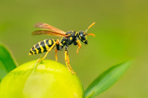Close-up of a yellow and black wasp perched on a green fruit with a blurred green background