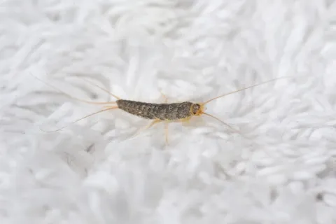 Close-up of a silverfish insect on a white textured surface showing its antennae and segmented body.