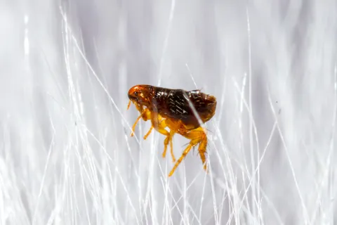 Close-up of a brown flea on white strands highlighting its detailed body and legs under magnification.