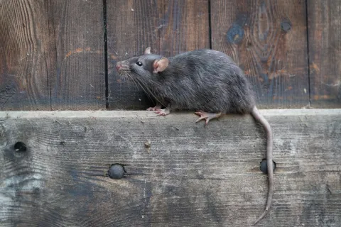 Gray rat with pink tail climbing on weathered wooden boards against a vertical wood background.