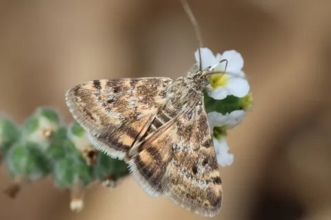 Close-up of a brown patterned moth resting on a small white flower with a blurred background