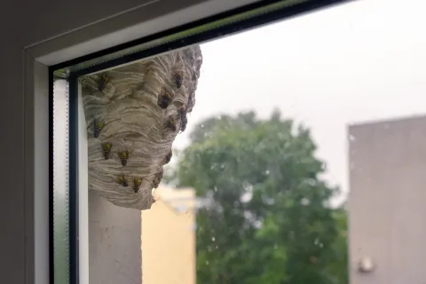 Close-up of a wasp nest attached outside a window with several wasps on its surface and trees in the background