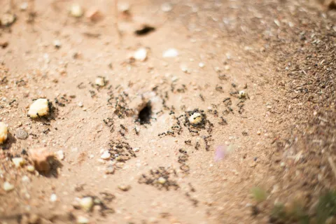 Close-up of ants and termites swarming around the entrance of an anthill on sandy ground with small stones scattered.