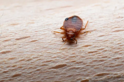 Close-up of a bed bug crawling on human skin, showing its reddish-brown oval body and legs.