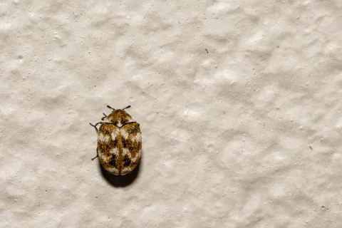 Close-up of a small brown patterned carpet beetle on a textured beige surface.