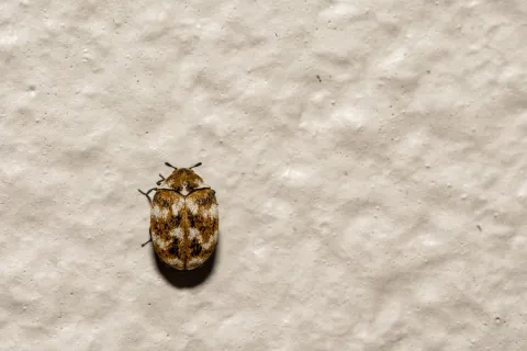 Close-up of a small brown patterned carpet beetle on a textured beige surface.