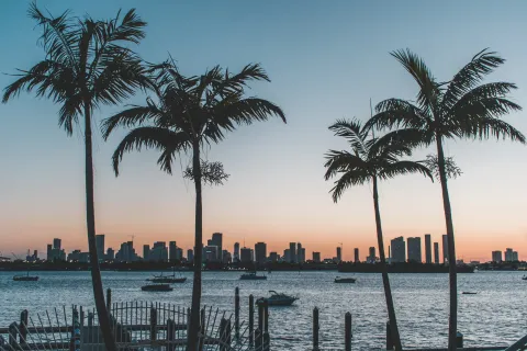 a body of water with palm trees and a city in the background