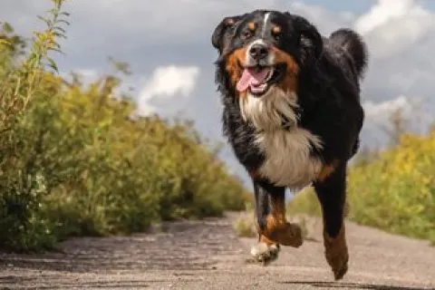 Jay’s Straight Talk CXVI…Leadership = Lifelong Learning:  Dogs Don’t Chase Parked Cars