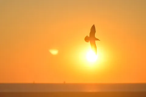 Zenefits Has Its Icarus Moment