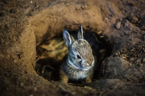 Better Benefits: Brokers and the Rabbit Hole of Fees