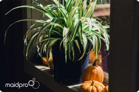 Pet-friendly Plants To Keep Your Home Healthy