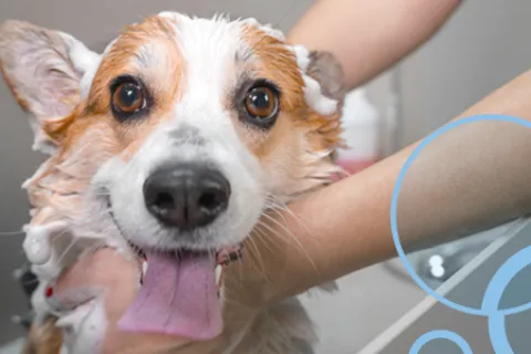 10 Steps to a Clean (Not Stinky) Dog