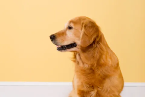 7 Rules for Protecting & Cleaning Hardwood Floors