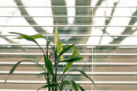 a plant with leaves