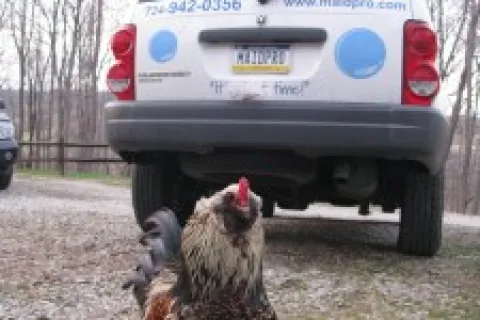 Perry the MaidPro Chicken!