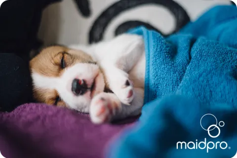 The Big Key to Pet-Friendly Cleaning: Rinse Like a PRO