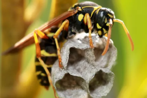 Spring Pest Prevention Tips