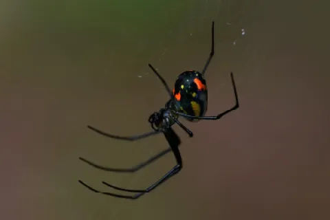 Common Spiders in San Diego