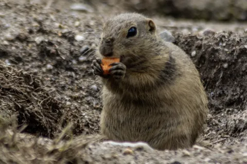 All About Gophers
