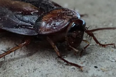 Why You Shouldn’t Do Your Own Pest Control