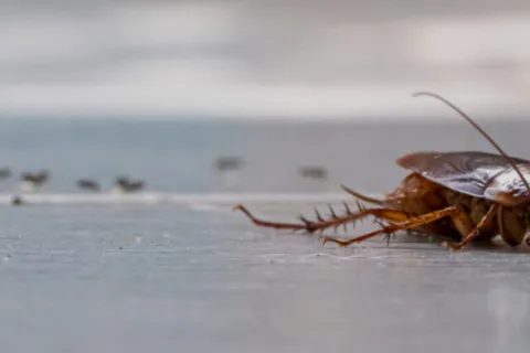 Can Roaches Live in the Cold? Understanding Their Survival Tactics