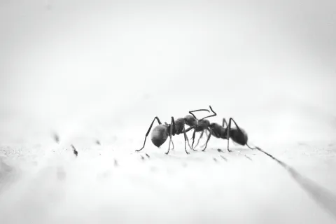 Close-up black and white photo of an ant walking on a textured surface with blurred background.