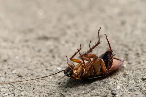 Close-up of a dead cockroach lying on its back on a rough concrete surface under natural light