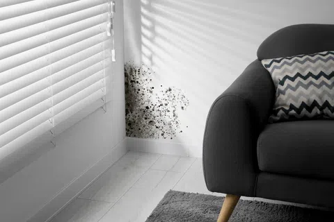 Black mold growing on white wall corner near dark gray sofa with patterned pillow in a bright living room.