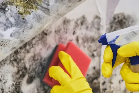 Toxic Black Mold: Truths and Myths