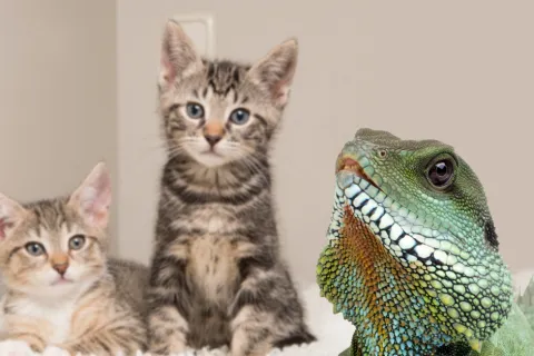 Smell No More: The 8-Year Tenant Who Left Behind Major Odor Issues