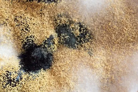 How Does Mold Form?
