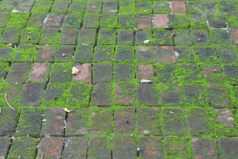 How Does Mold Affect Different Building Materials in Your Home?