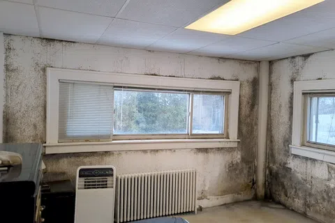 Indoor room with mold growth on walls surrounding two windows, a radiator, and an air purifier inside.