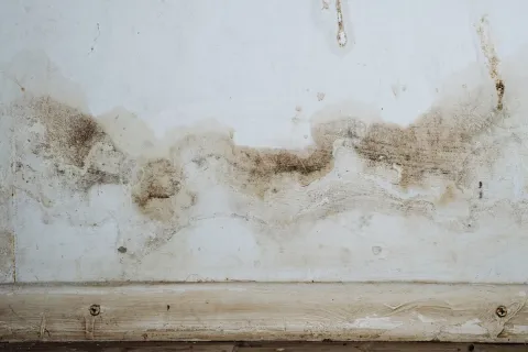 Why is Dead Mold Still Dangerous to Your Health?