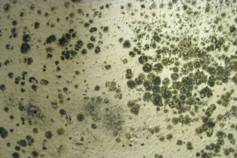 How to avoid mold growth in your bathroom