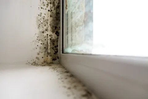 Mold in Your Apartment? Here’s What to Do