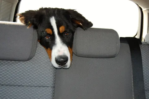 Protecting Your Car's Interior from Pet Wear and Tear