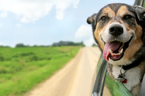 Odor Eliminator Benefits For A Clean Smelling Vehicle