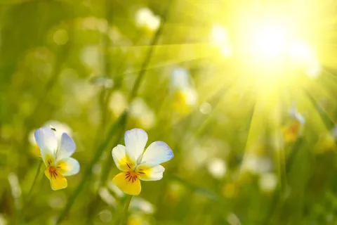 Pollen Season: Some Do's And Dont's When Caring For Your Car