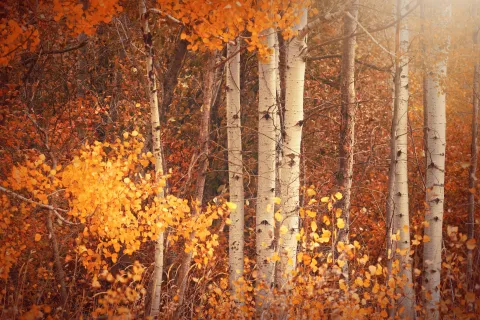 a forest of trees with yellow leaves