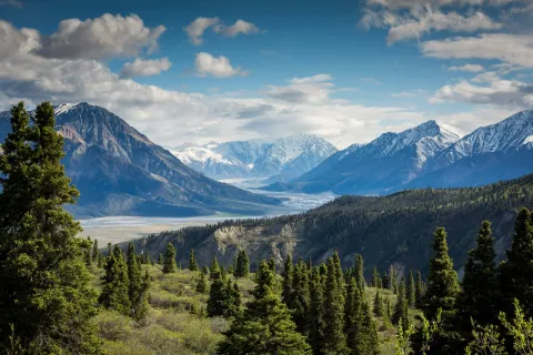 a landscape with trees and mountains in the back