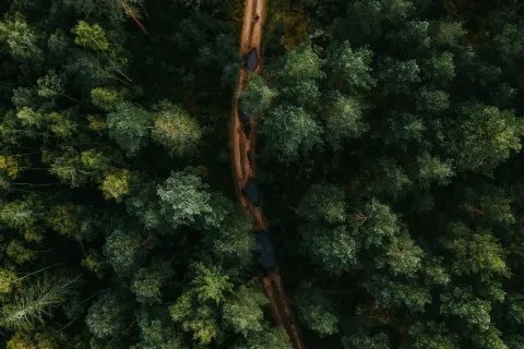Narrow dirt trail cutting through dense green forest with scattered puddles visible from above.