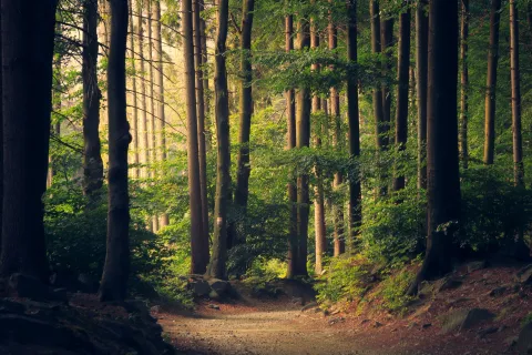 Sunlight filters through tall trees along a forest path surrounded by dense green foliage and shadows.