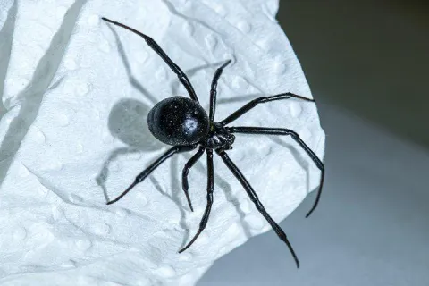 spider