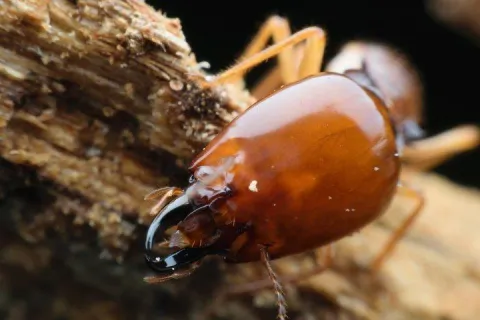 a big termite in a home