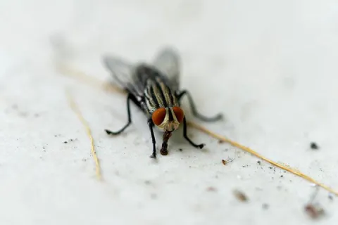 House Fly