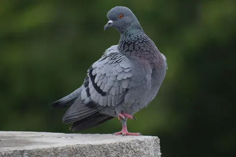 pigeon perched on cement