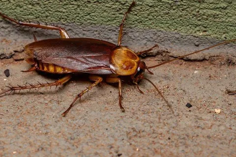 american cockroach along a basement wall